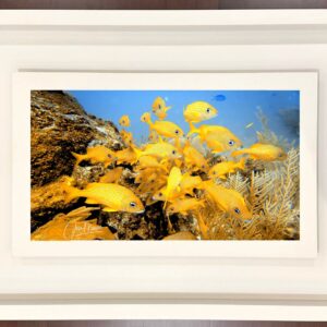 Peces amarillos