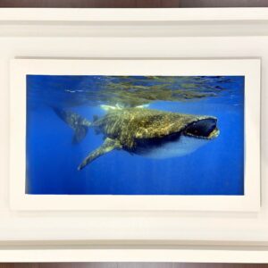 Tiburón Ballena